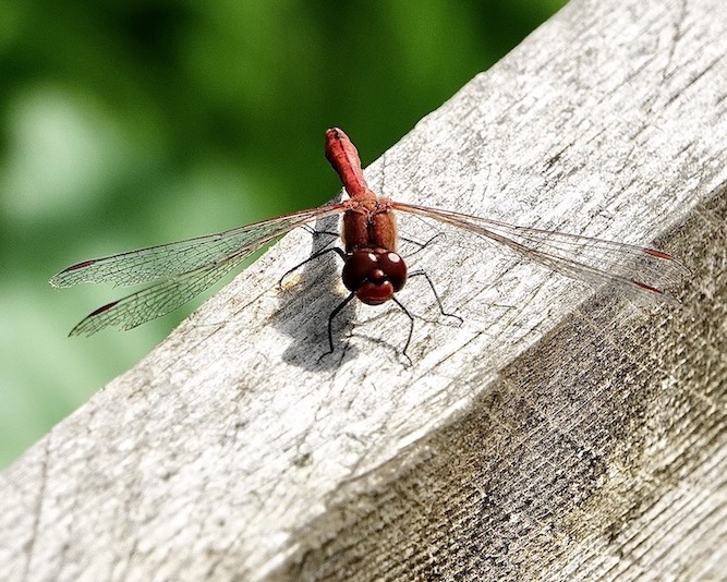 ruddy darter